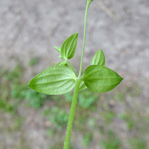 Dreinervige Nabelmiere / Moehringia trinervia