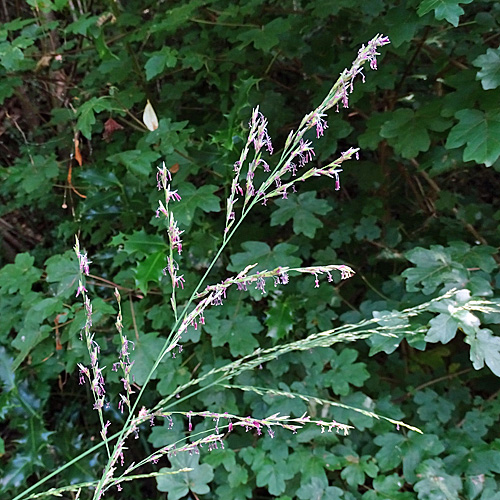 Rohr-Pfeifengras / Molinia arundinacea