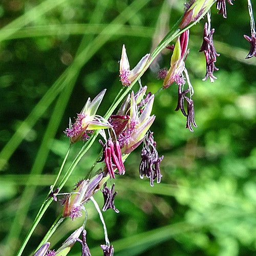 Rohr-Pfeifengras / Molinia arundinacea