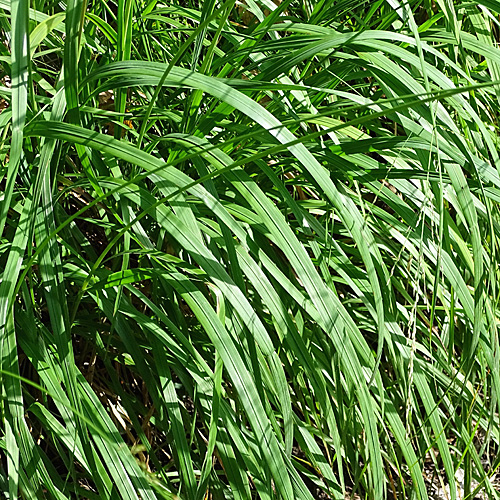 Rohr-Pfeifengras / Molinia arundinacea