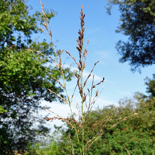 Blaues Pfeifengras / Molinia caerulea