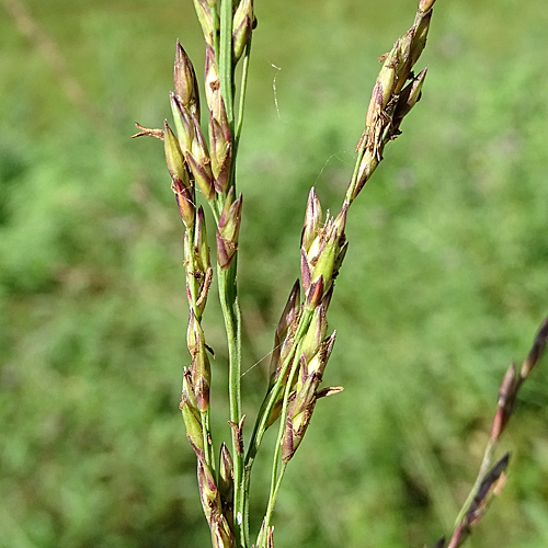 Blaues Pfeifengras / Molinia caerulea