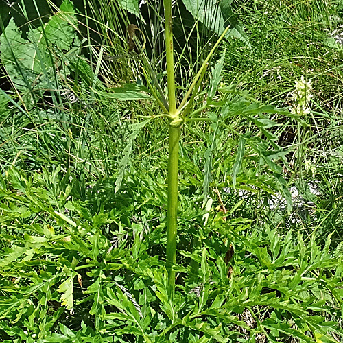 Striemensame / Molopospermum peloponnesiacum