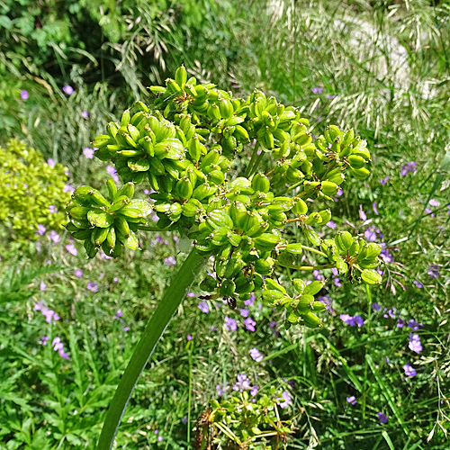 Striemensame / Molopospermum peloponnesiacum