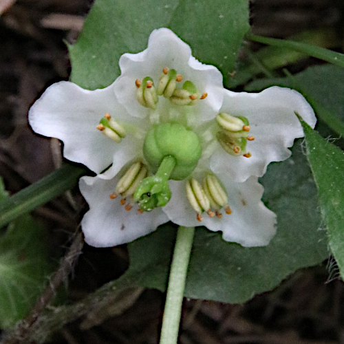 Moosauge / Moneses uniflora