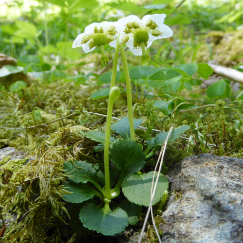 Moosauge / Moneses uniflora