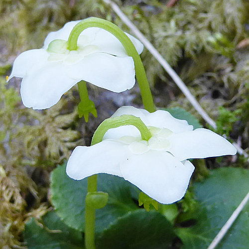 Moosauge / Moneses uniflora