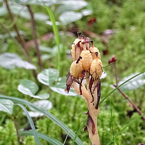 Gewöhnlicher Fichtenspargel / Monotropa hypopitys