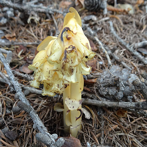 Gewöhnlicher Fichtenspargel / Monotropa hypopitys