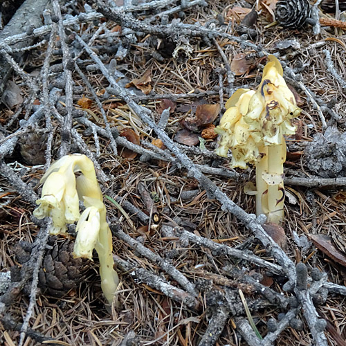 Gewöhnlicher Fichtenspargel / Monotropa hypopitys