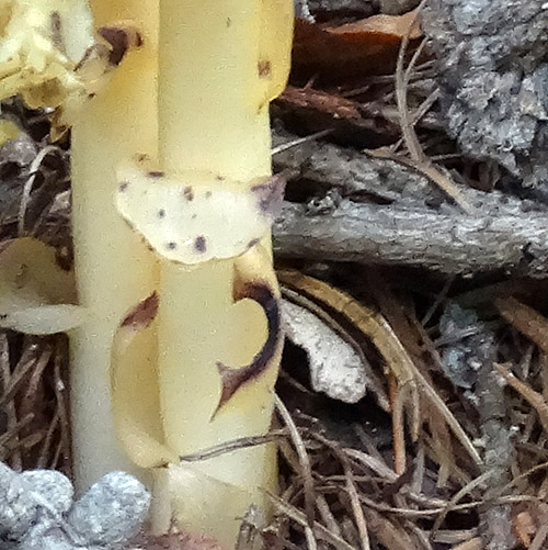 Gewöhnlicher Fichtenspargel / Monotropa hypopitys