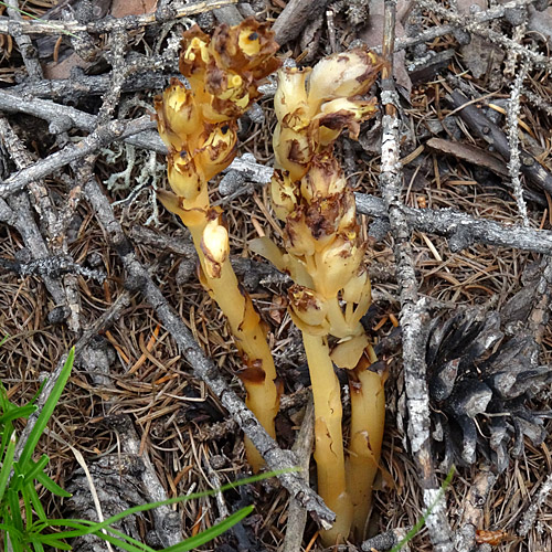 Gewöhnlicher Fichtenspargel / Monotropa hypopitys