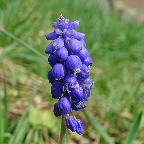 Armenische Traubenhyazinthe / Muscari armeniacum