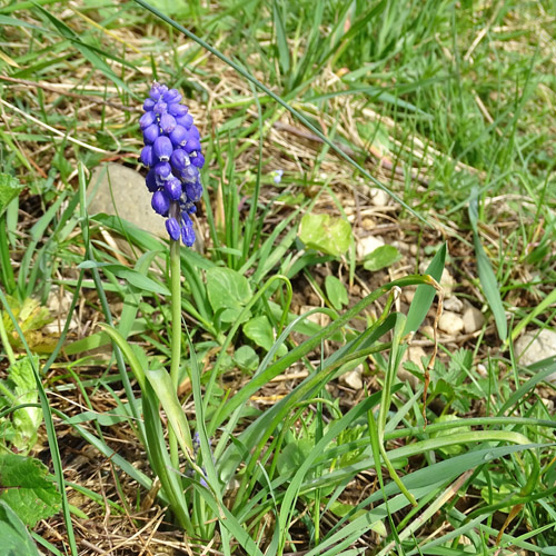 Armenische Traubenhyazinthe / Muscari armeniacum