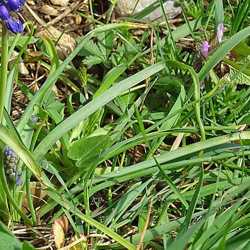 Armenische Traubenhyazinthe / Muscari armeniacum