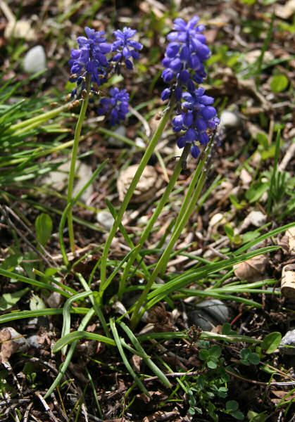 Kleine Traubenhyazinthe / Muscari botryoides