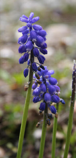 Kleine Traubenhyazinthe / Muscari botryoides