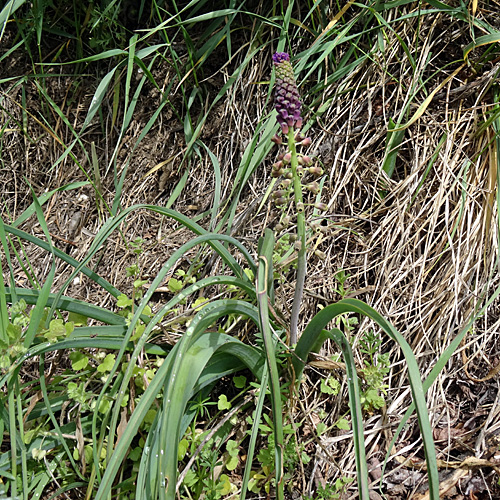 Schopfige Traubenhyazinthe / Muscari comosum