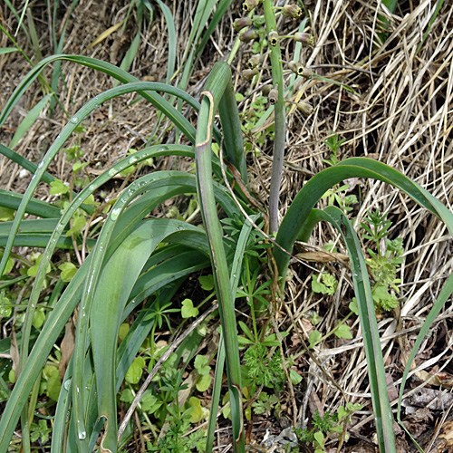 Schopfige Traubenhyazinthe / Muscari comosum