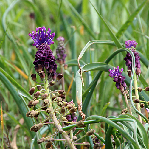 Schopfige Traubenhyazinthe / Muscari comosum