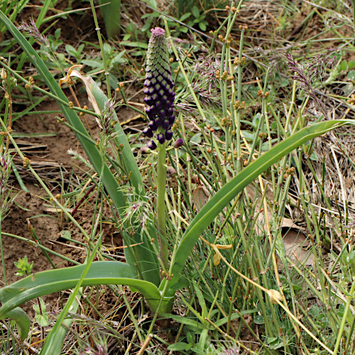 Schopfige Traubenhyazinthe / Muscari comosum