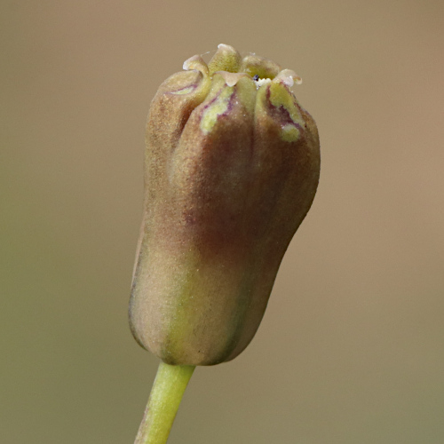 Schopfige Traubenhyazinthe / Muscari comosum