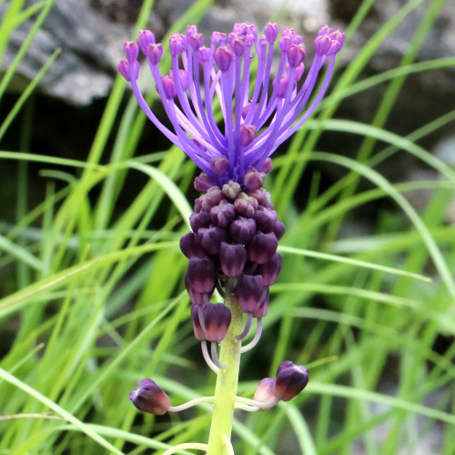 Schopfige Traubenhyazinthe / Muscari comosum