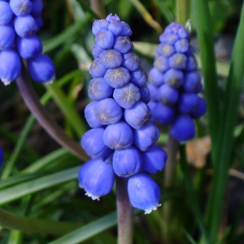 Weinberg-Traubenhyazinthe / Muscari neglectum