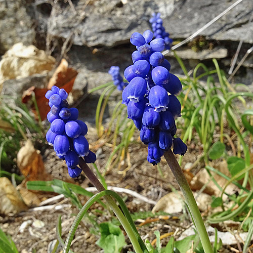 Weinberg-Traubenhyazinthe / Muscari neglectum