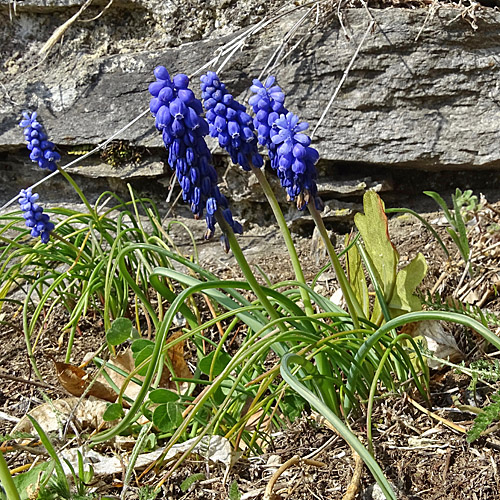 Weinberg-Traubenhyazinthe / Muscari neglectum