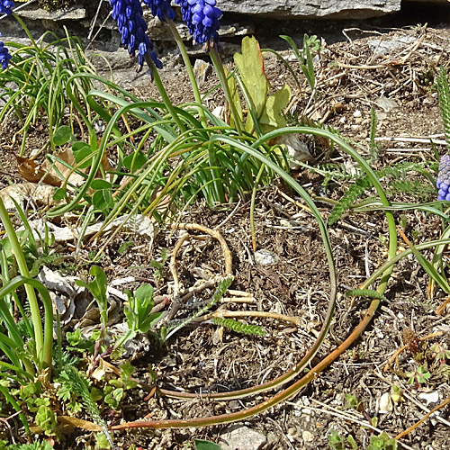 Weinberg-Traubenhyazinthe / Muscari neglectum