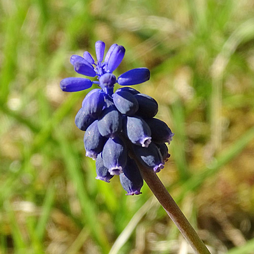 Gemeine Traubenhyazinthe / Muscari racemosum