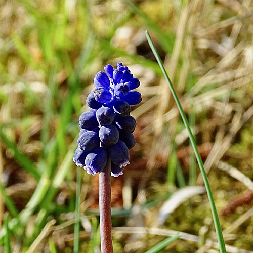 Gemeine Traubenhyazinthe / Muscari racemosum