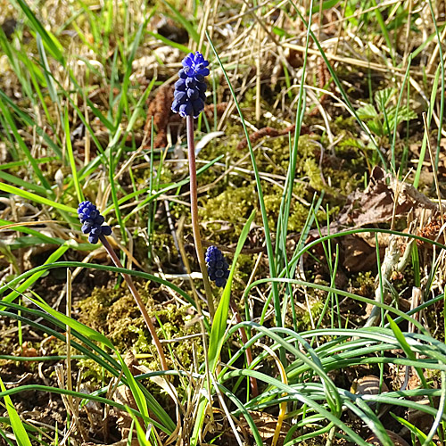 Gemeine Traubenhyazinthe / Muscari racemosum