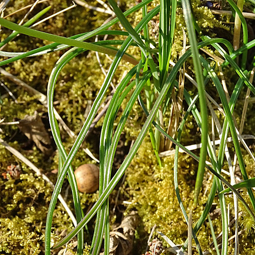 Gemeine Traubenhyazinthe / Muscari racemosum