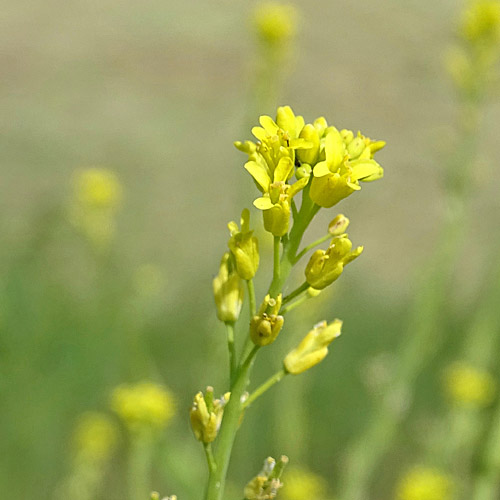 Hohldotter / Myagrum perfoliatum