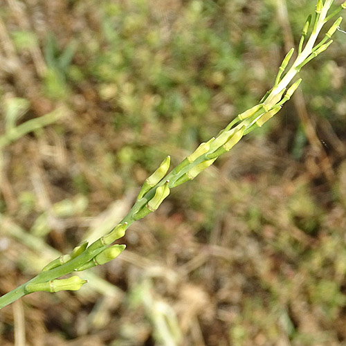 Hohldotter / Myagrum perfoliatum