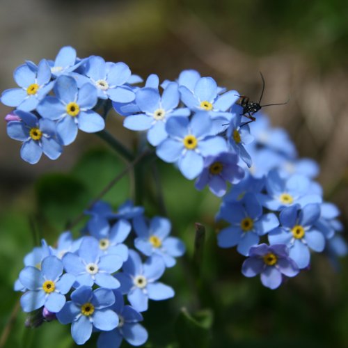 Alpen-Vergissmeinnicht / Myosotis alpestris