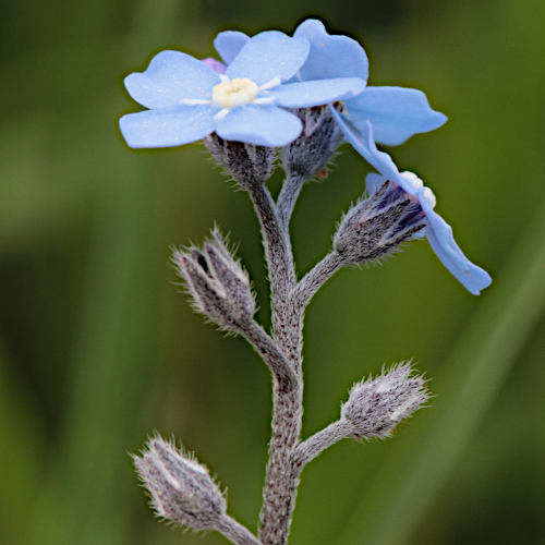 Alpen-Vergissmeinnicht / Myosotis alpestris