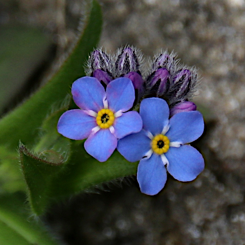 Alpen-Vergissmeinnicht / Myosotis alpestris