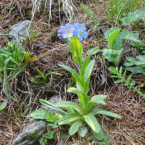 Alpen-Vergissmeinnicht / Myosotis alpestris