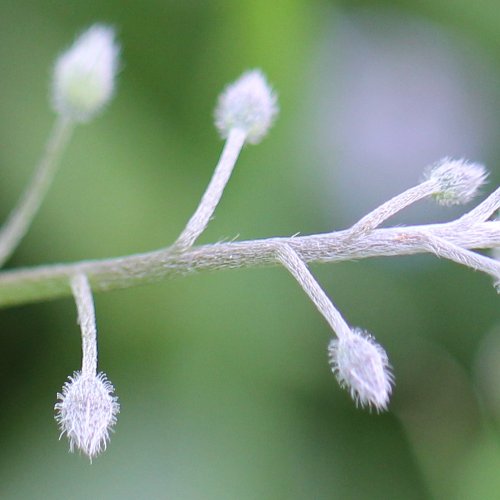 Acker-Vergissmeinnicht / Myosotis arvensis