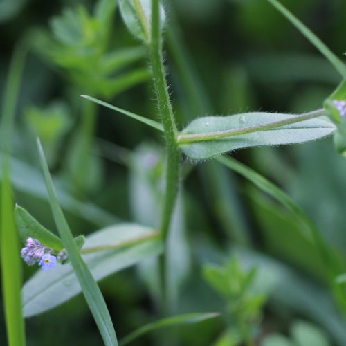 Acker-Vergissmeinnicht / Myosotis arvensis