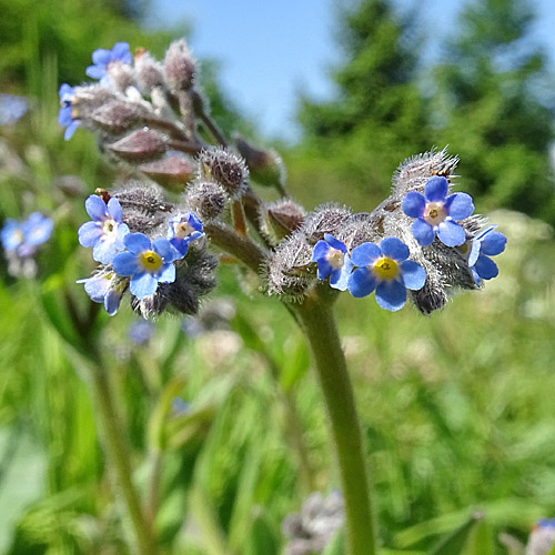 Acker-Vergissmeinnicht / Myosotis arvensis