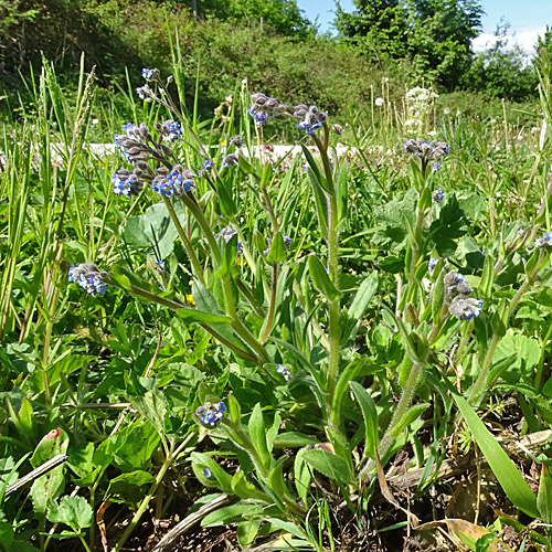 Acker-Vergissmeinnicht / Myosotis arvensis