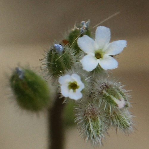 Hügel-Vergissmeinnicht / Myosotis ramosissima