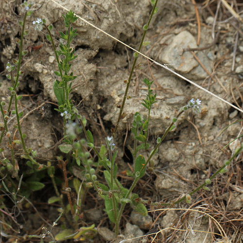 Hügel-Vergissmeinnicht / Myosotis ramosissima