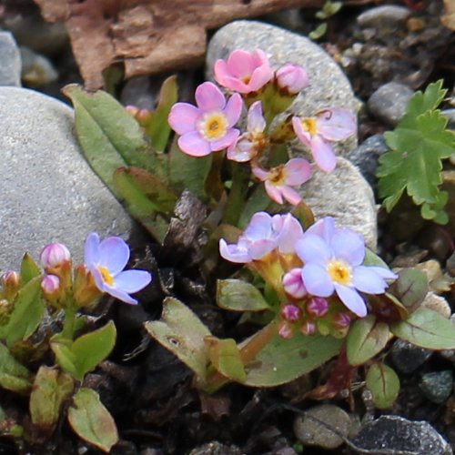 Bodensee-Vergissmeinnicht / Myosotis rehsteineri