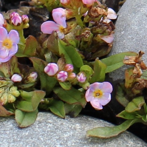 Bodensee-Vergissmeinnicht / Myosotis rehsteineri