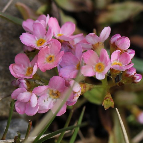 Bodensee-Vergissmeinnicht / Myosotis rehsteineri